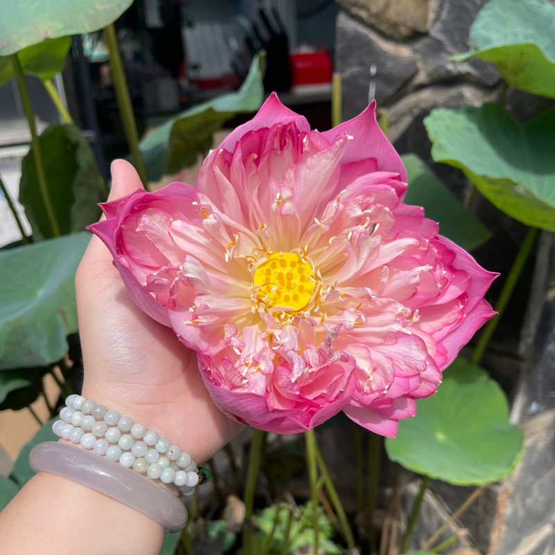 Nhã Quyên