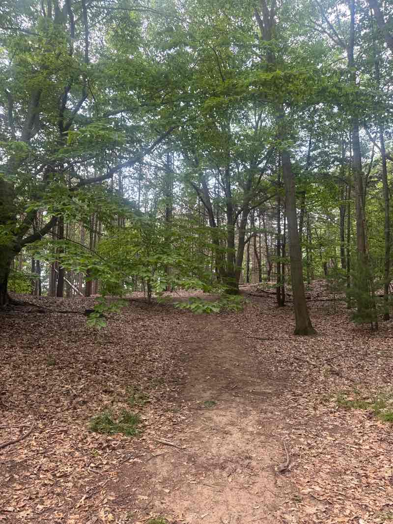 walking near me in Duncan Park in summer