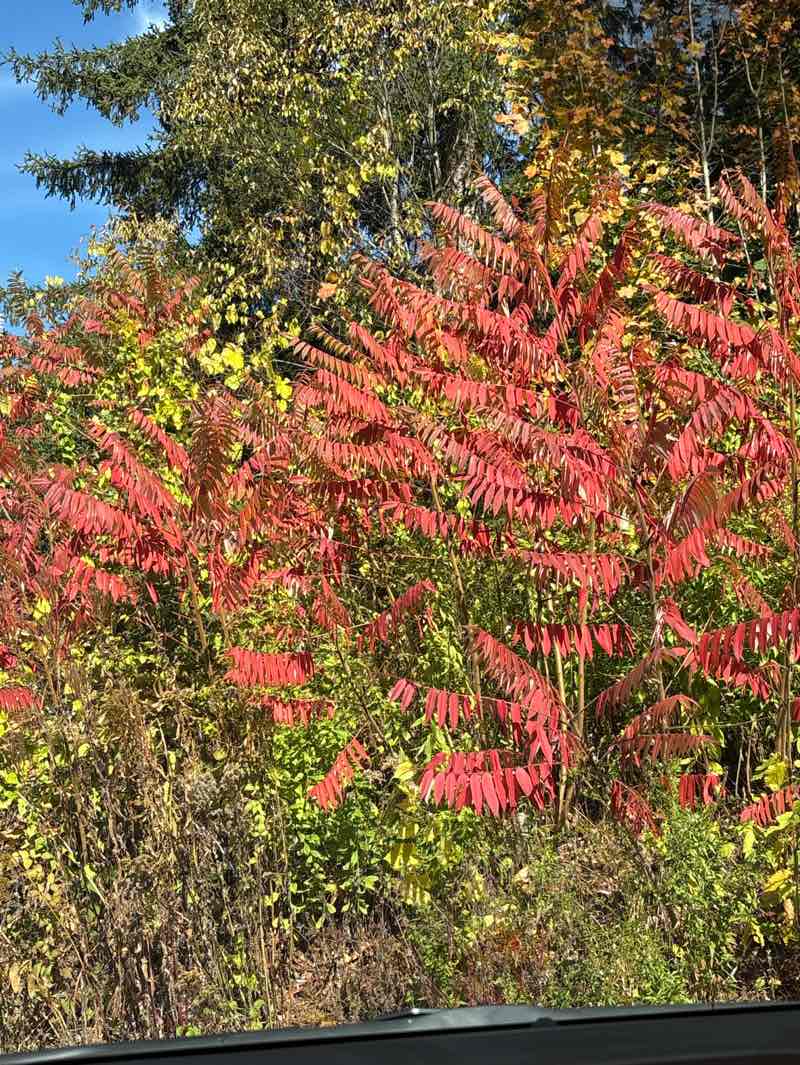 walking near me in Mount Sugarloaf State Reservation in autumn