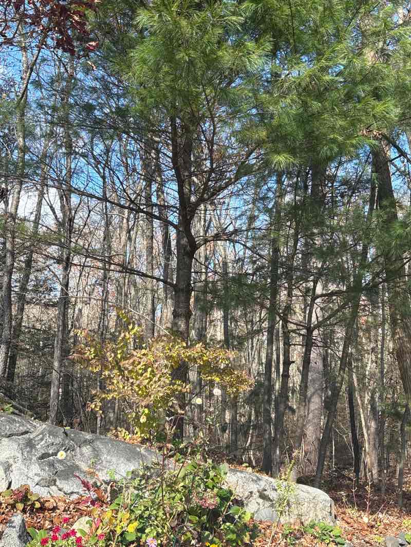 walking near me in Pines Edge Conserv. Area in autumn