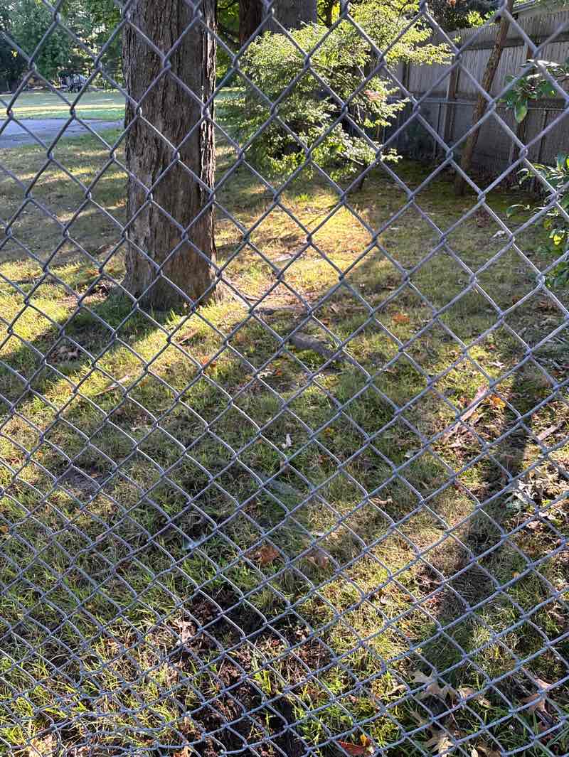 walking near me in Agnes Fox Field in autumn