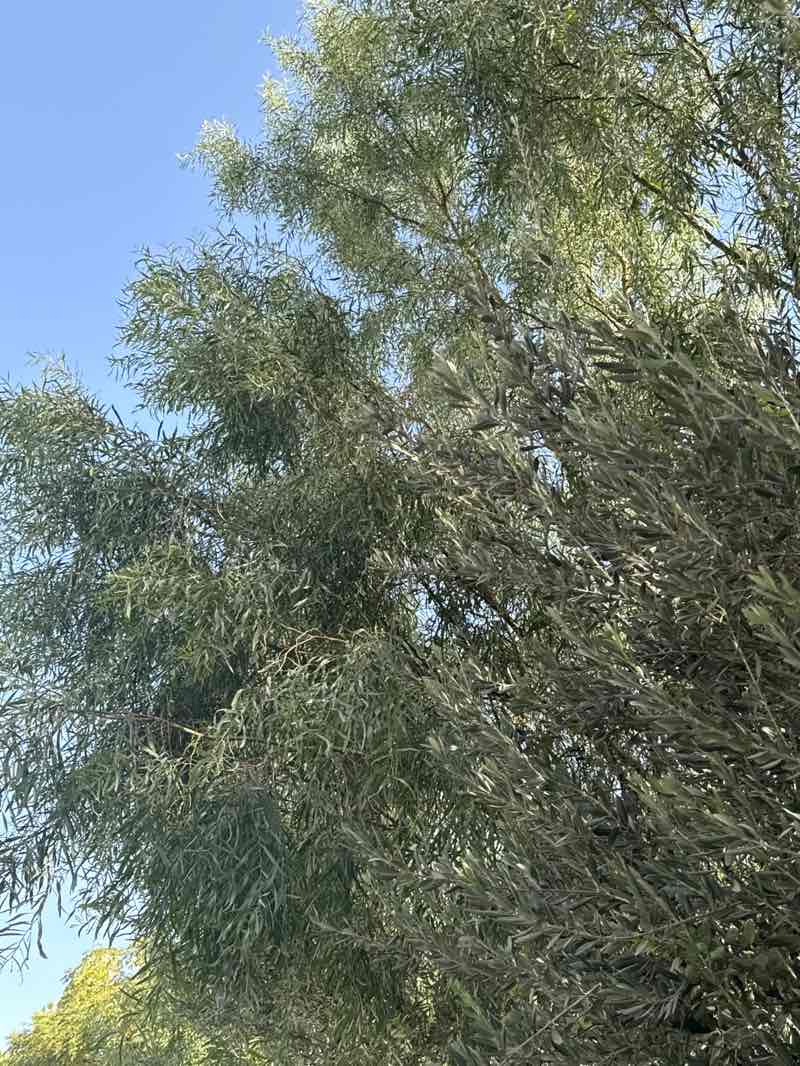 walking near me in بوستان علوی in autumn