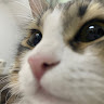 Mimi
