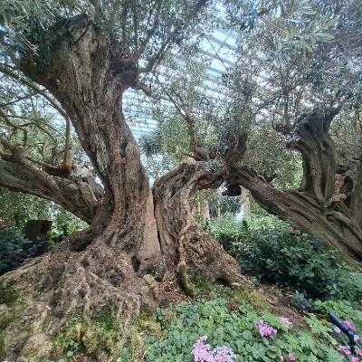 December 5k Race #3 Grace post image