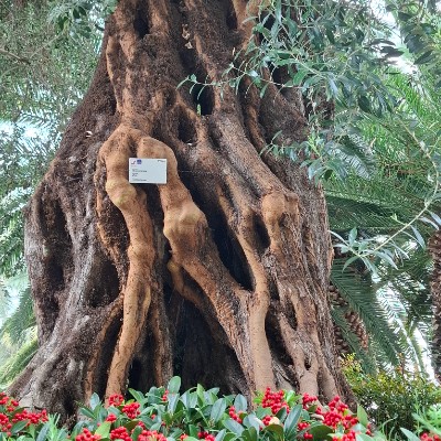 December 5k Race #3 Grace post image