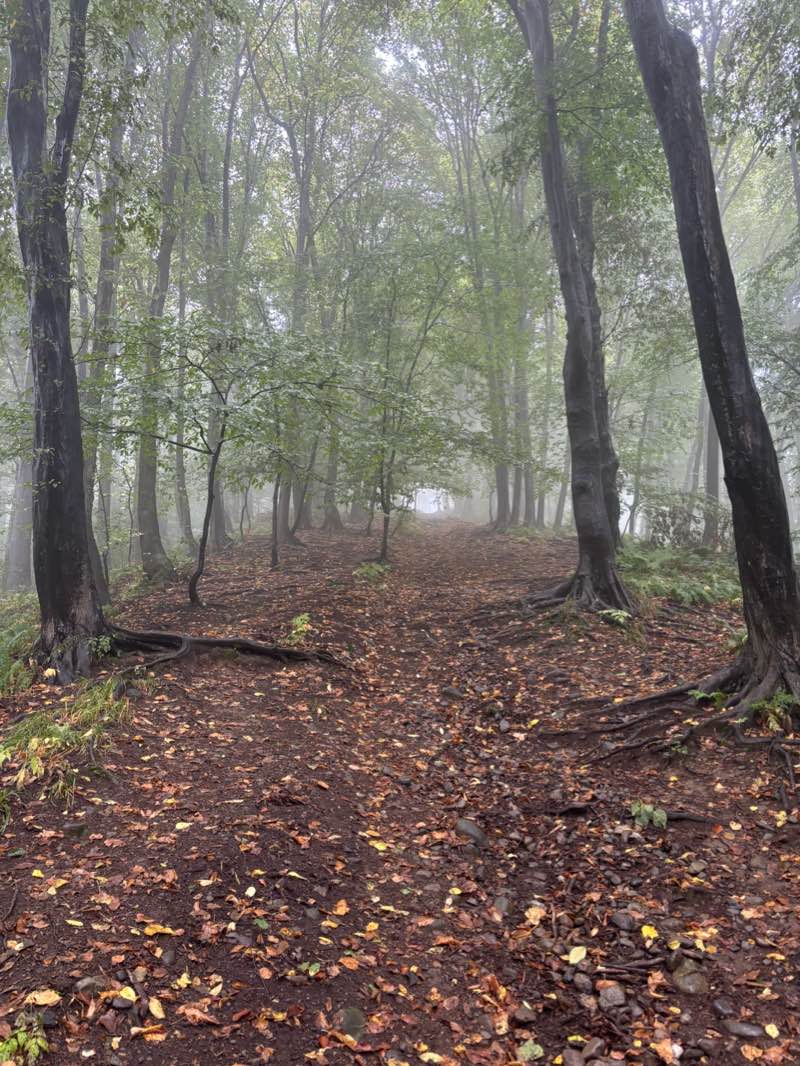 walking near me in Тургеневская роща in winter