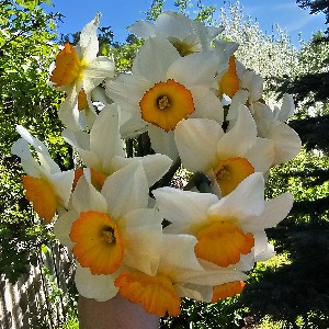 Дарья Зайкова icon