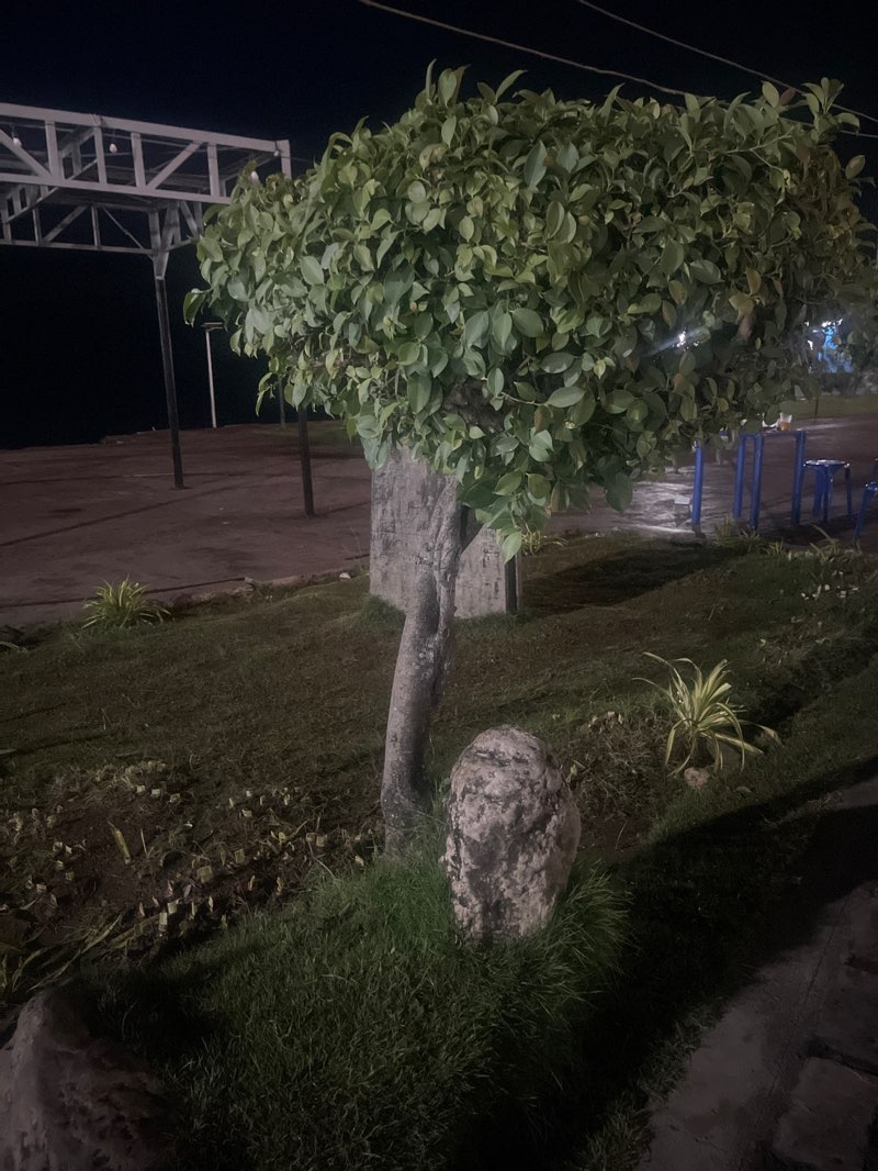 walking near me in Danao City Boardwalk in autumn