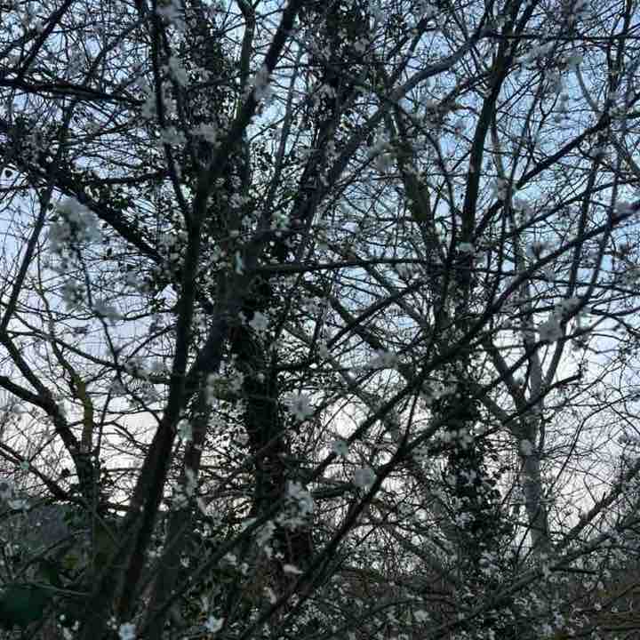 frederic.mellinand post 2