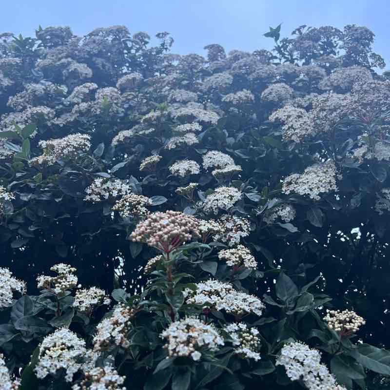 frederic.mellinand post 1