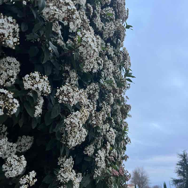 frederic.mellinand post 2