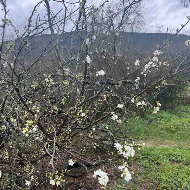 frederic.mellinand post 3