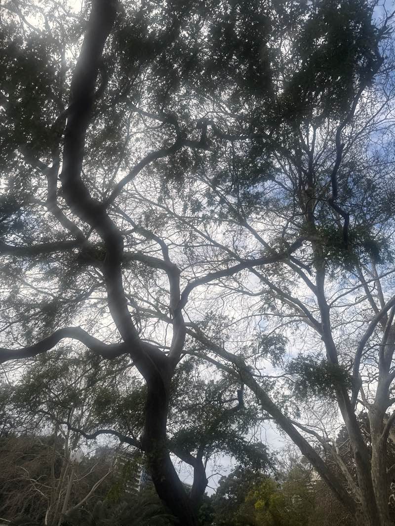 walking near me in Hyde Park in spring