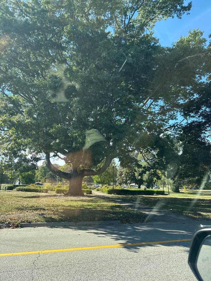 walking near me in Deering Oaks Park in autumn