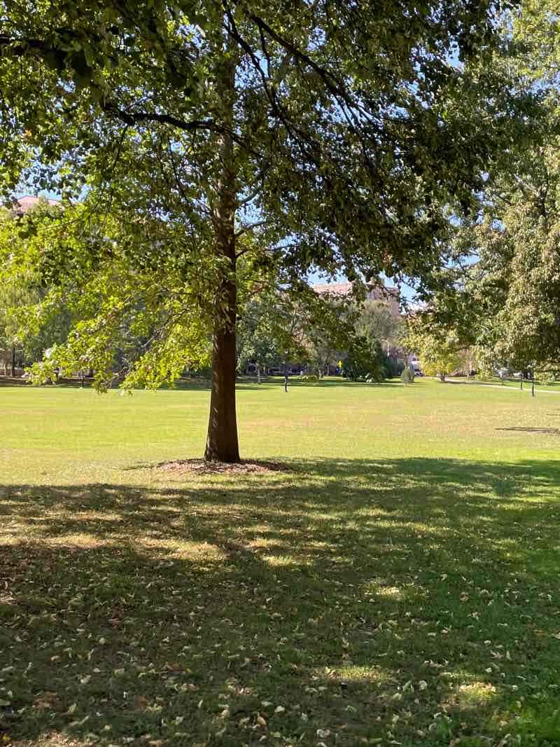 walking near me in Bushnell Park in autumn