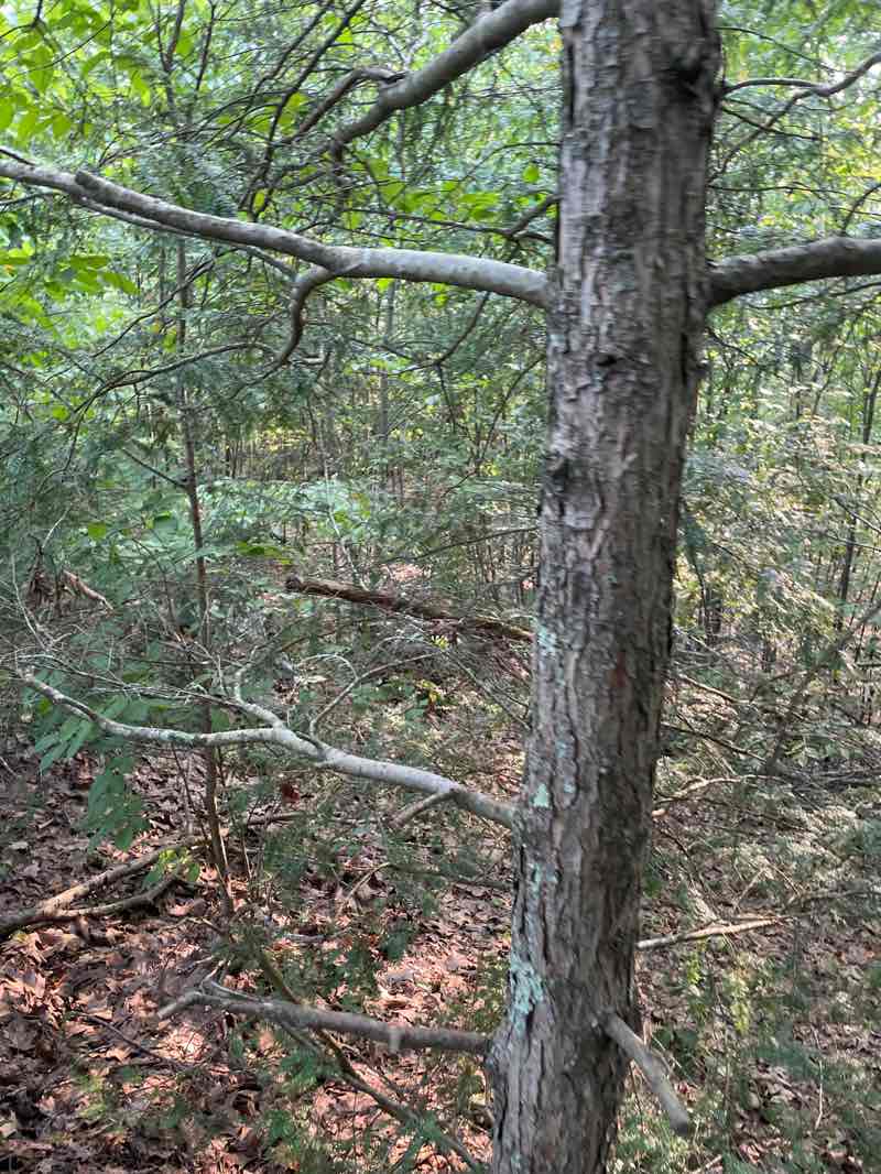walking near me in Goat Rock Conservation Area in autumn