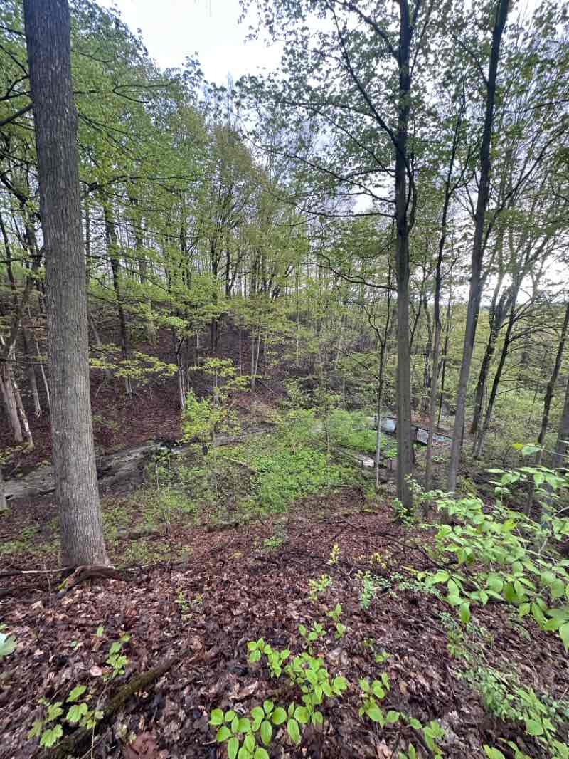 walking near me in Camillus Forest Unique Area in spring