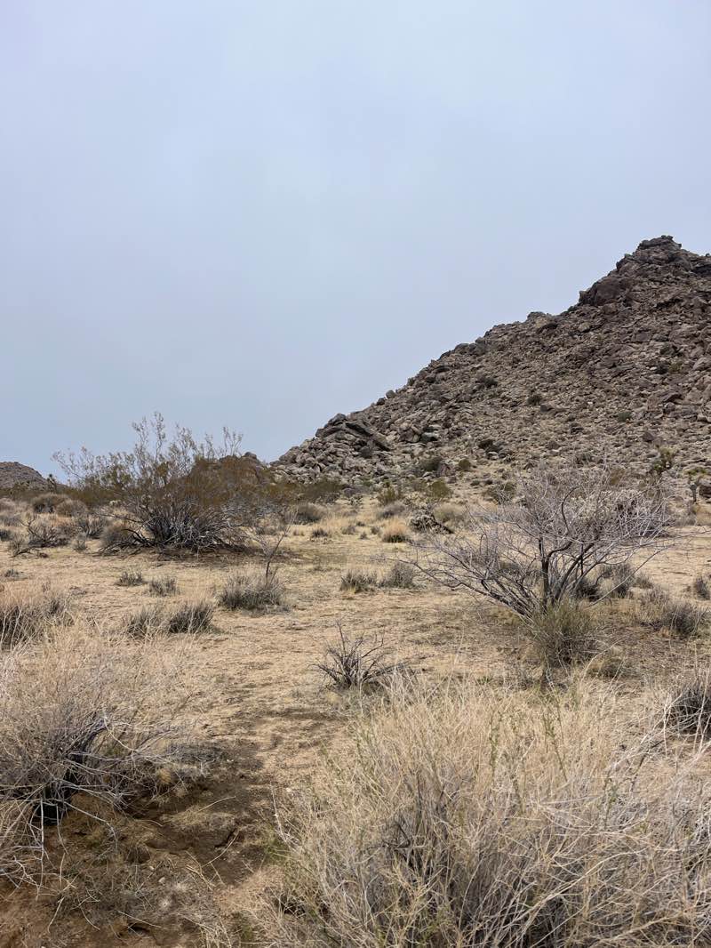 walking near me in Mojave Desert Land Trust in spring