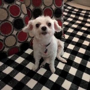 Sharon profile
