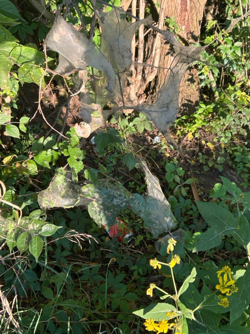 walking near me in Albany Park in winter