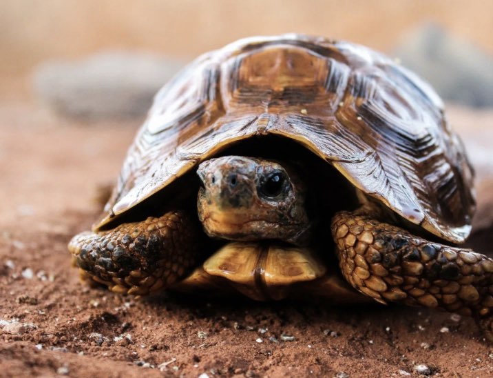 Тартила profile