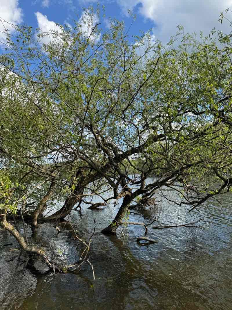 walking near me in Anna Lindhs Park in spring