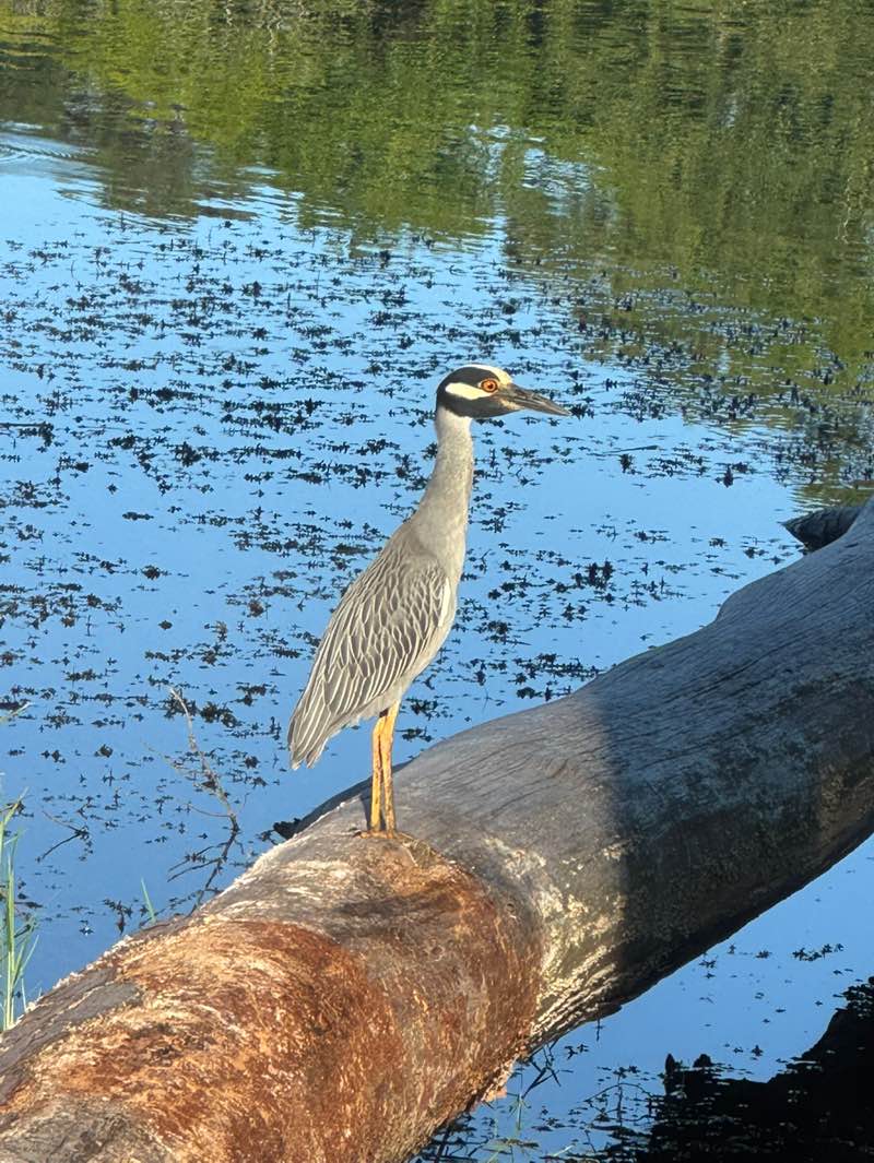 walking near me in Huntsville State Park in summer