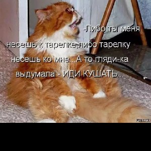 Ярослав 🐈🇷🇺 profile