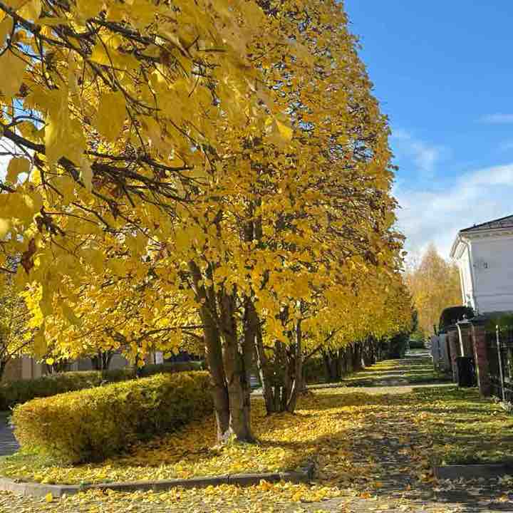 ФС ТСТН Nodira post image