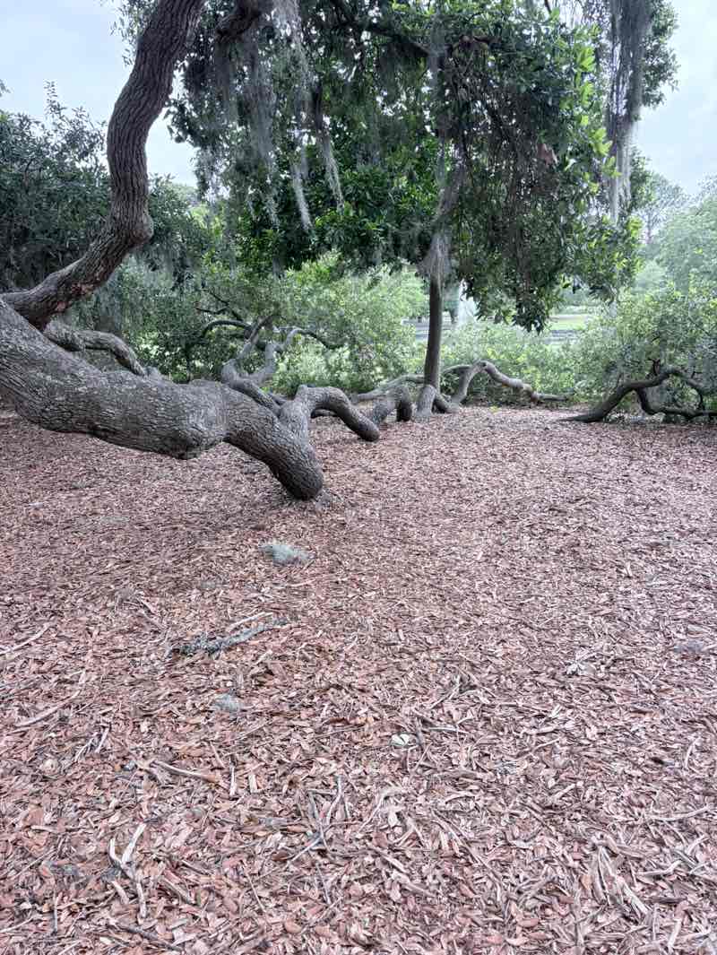 walking near me in Hampton Park in summer