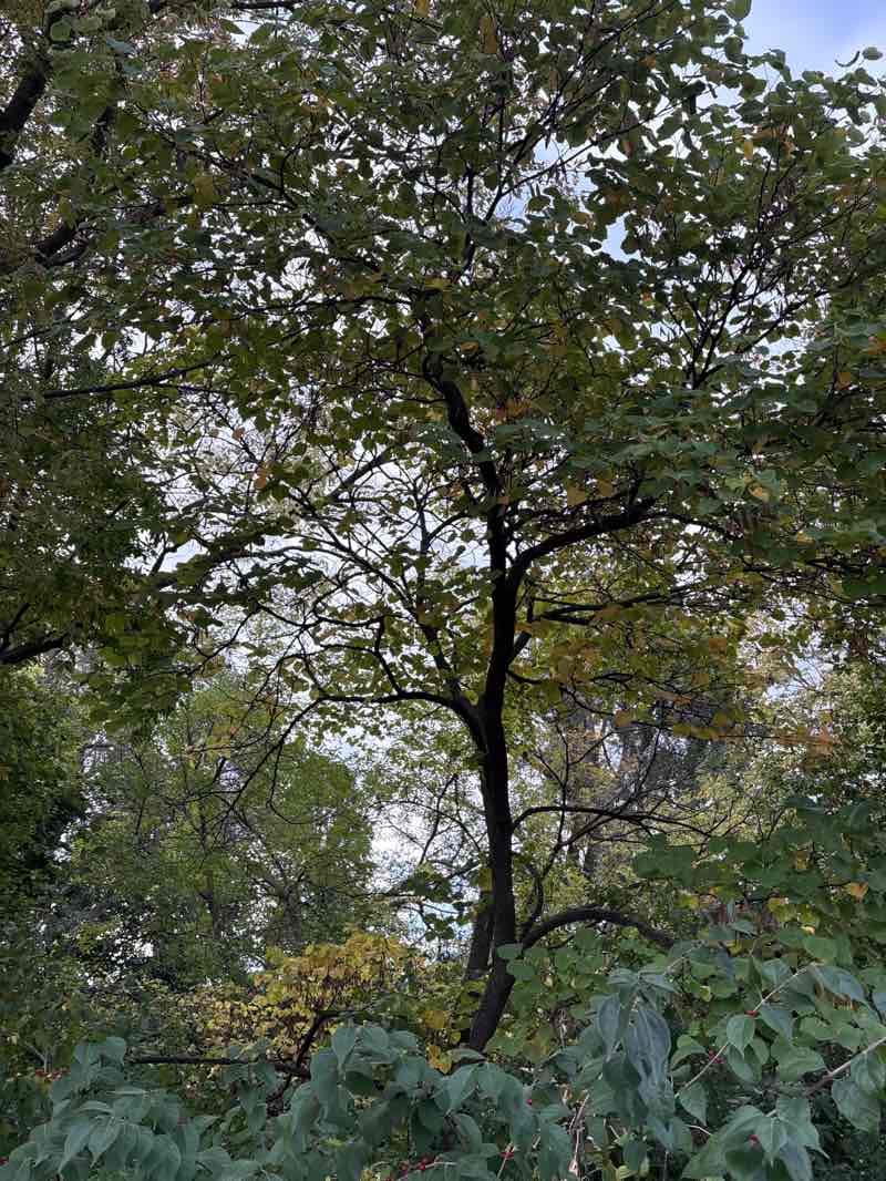 walking near me in Demonstration Field in autumn