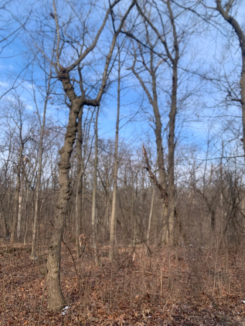 walking near me in Harms Woods in spring
