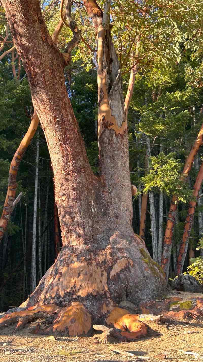 walking near me in Horne Lake Regional Park in winter
