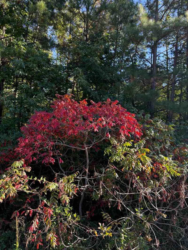 walking near me in Dunncroft/Castle Point Park in autumn