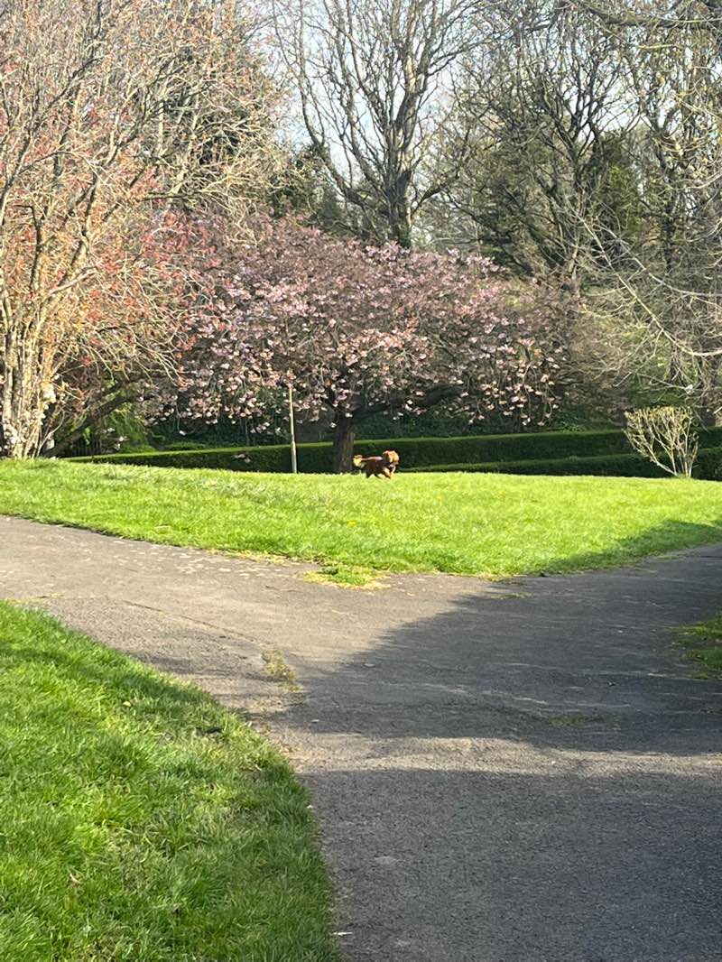 walking near me in Valley View Playground in spring