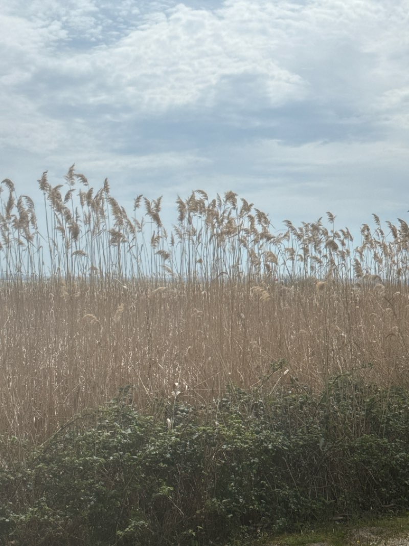 walking near me in Sirály park in spring