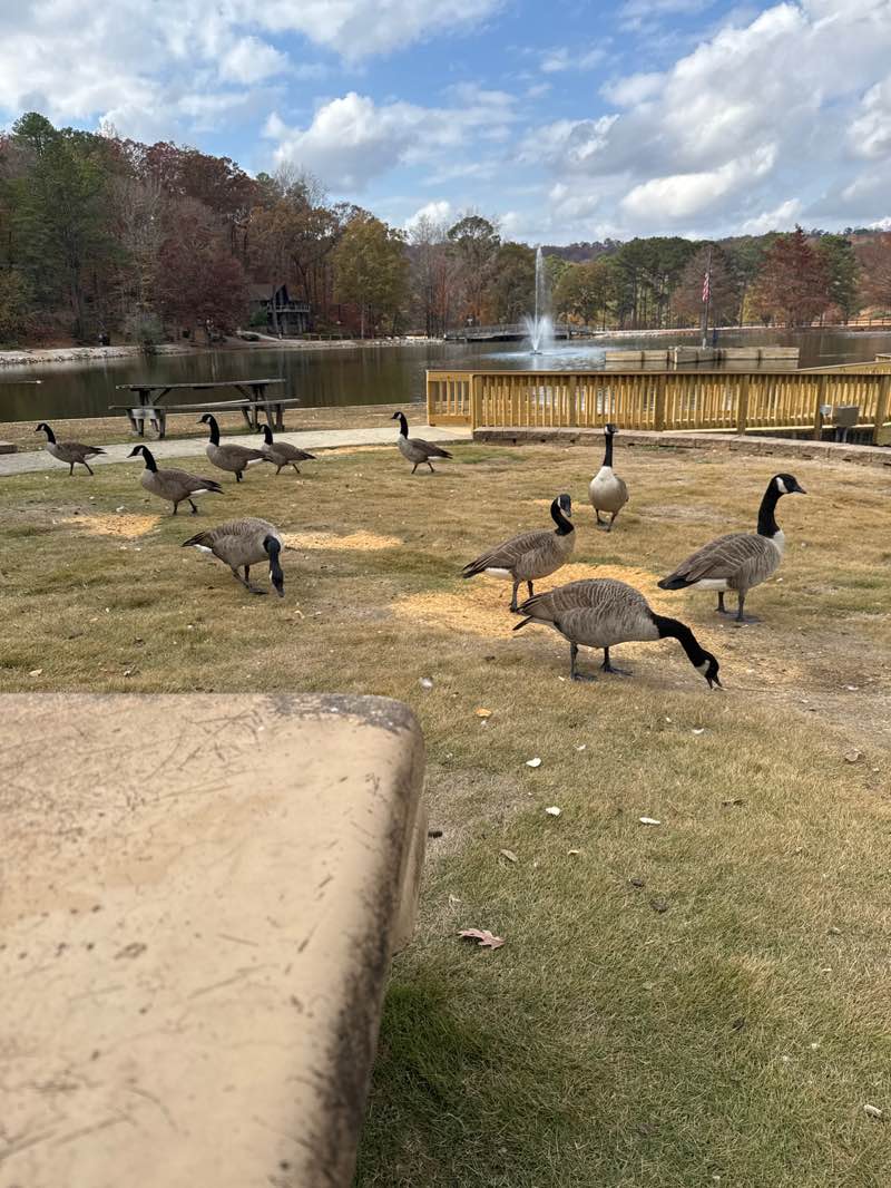 walking near me in Star Lake Park in autumn