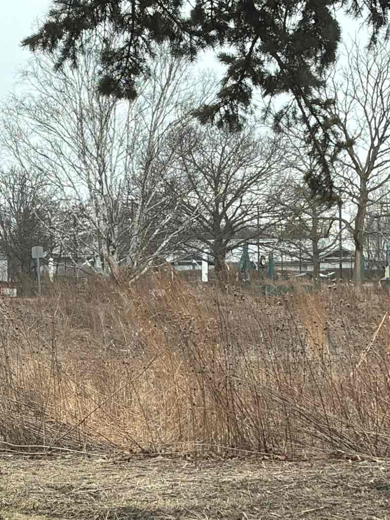 walking near me in Centennial Park in winter