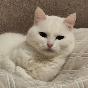 Биарслан profile