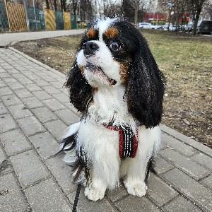 Лидия Стрельцова profile