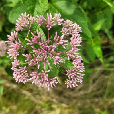 AgeDEFY Walking Group Deb Bow post image