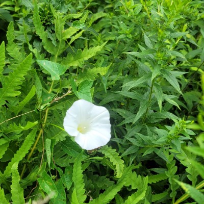 AgeDEFY Walking Group Deb Bow post image