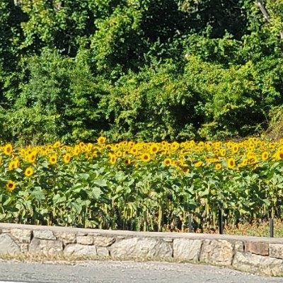 AgeDEFY Walking Group Deb Bow post image