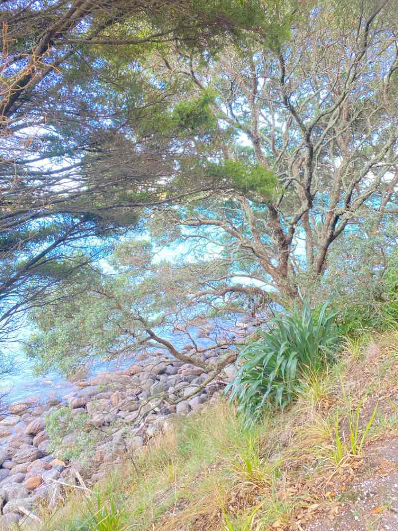 walking near me in Pilot Bay Beach Reserve in autumn