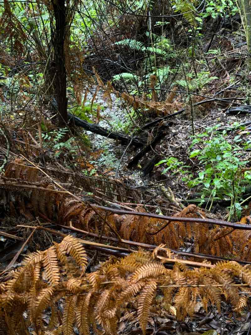 walking near me in Picton Memorial Park in summer