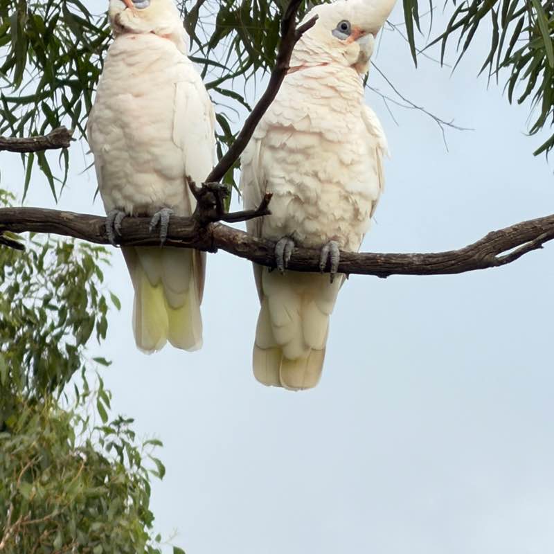 Australia Group cubster33 post image