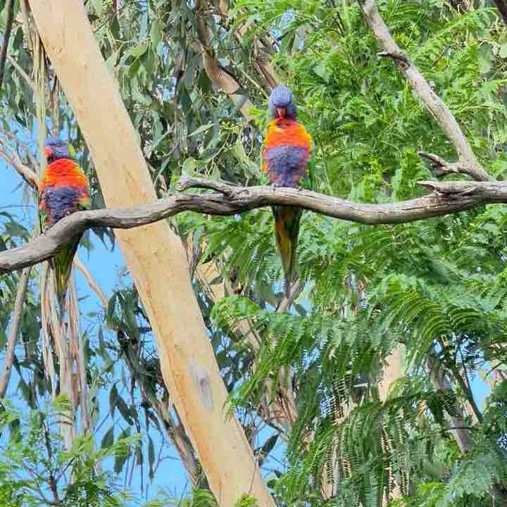 Australia Group cubster33 post image