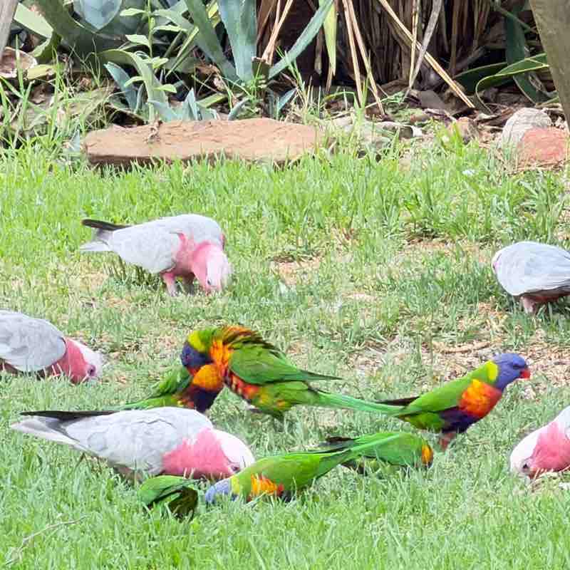 Australia Group cubster33 post image