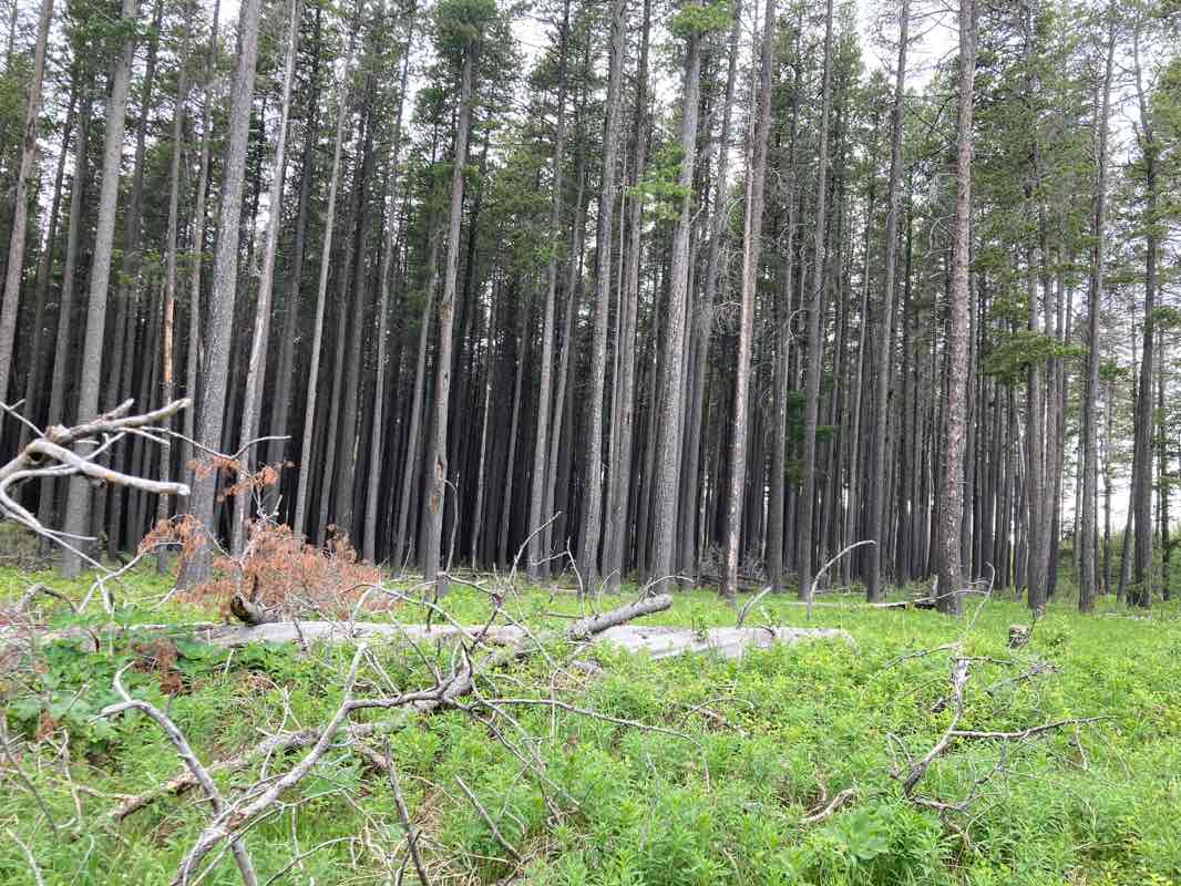 walking near me in Cypress Hills Interprovincial Park (Centre Block) in summer
