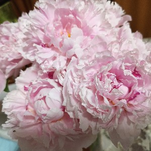 Любовь С 2400